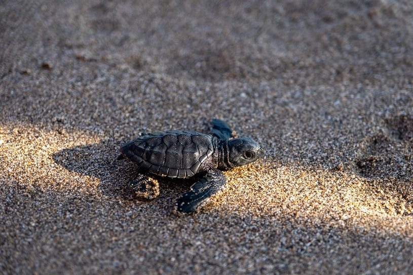 Picture2, The Seminyak Beach Resort & Spa