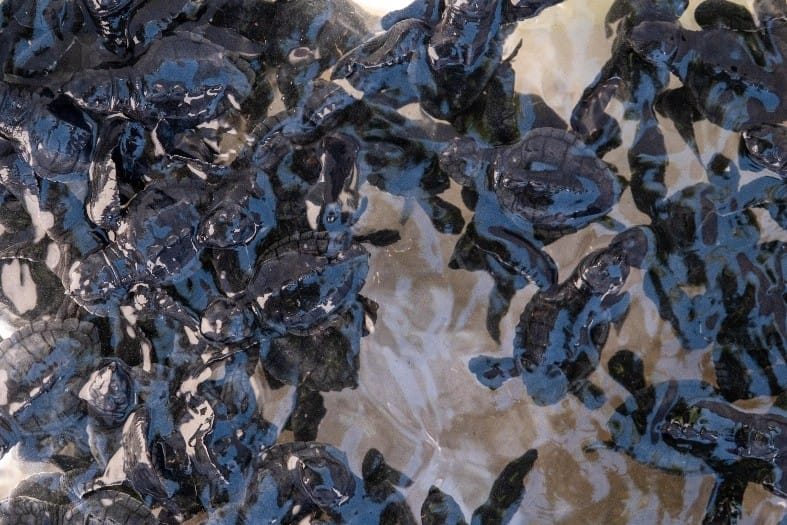 Picture4, The Seminyak Beach Resort & Spa